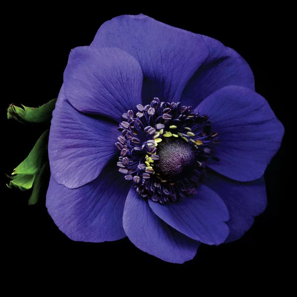 Macro Photography: Anemone I by Magda Indigo