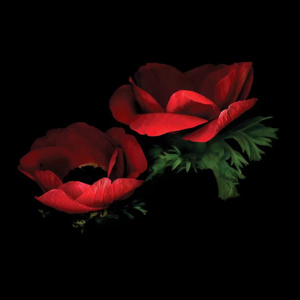 Still Life Photography: Anemone Red VIII by Magda Indigo