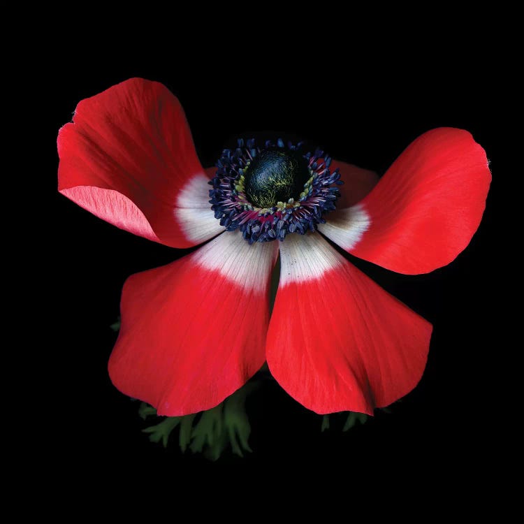 Anemone Red IV