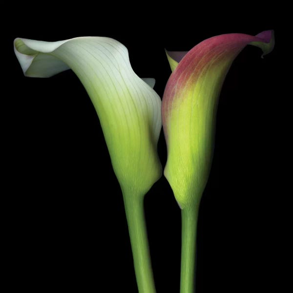 Calla Lilies: Cheek 2 Cheek by Magda Indigo
