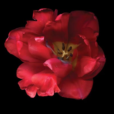 A Happy Valentine by Magda Indigo art print