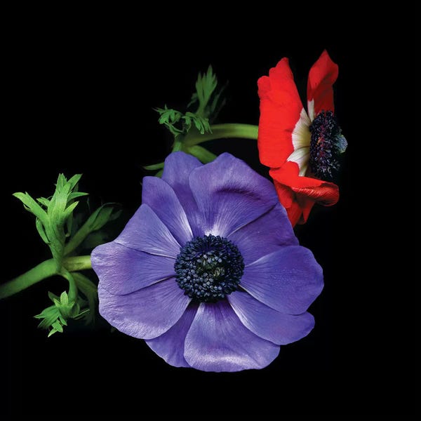 Anemones: Anemones II by Magda Indigo
