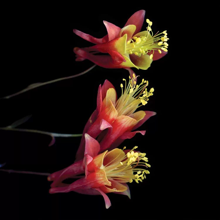 Aquilegia X