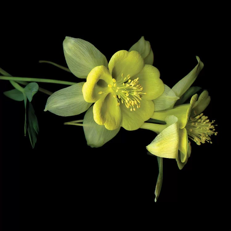 Aquilegia XIV