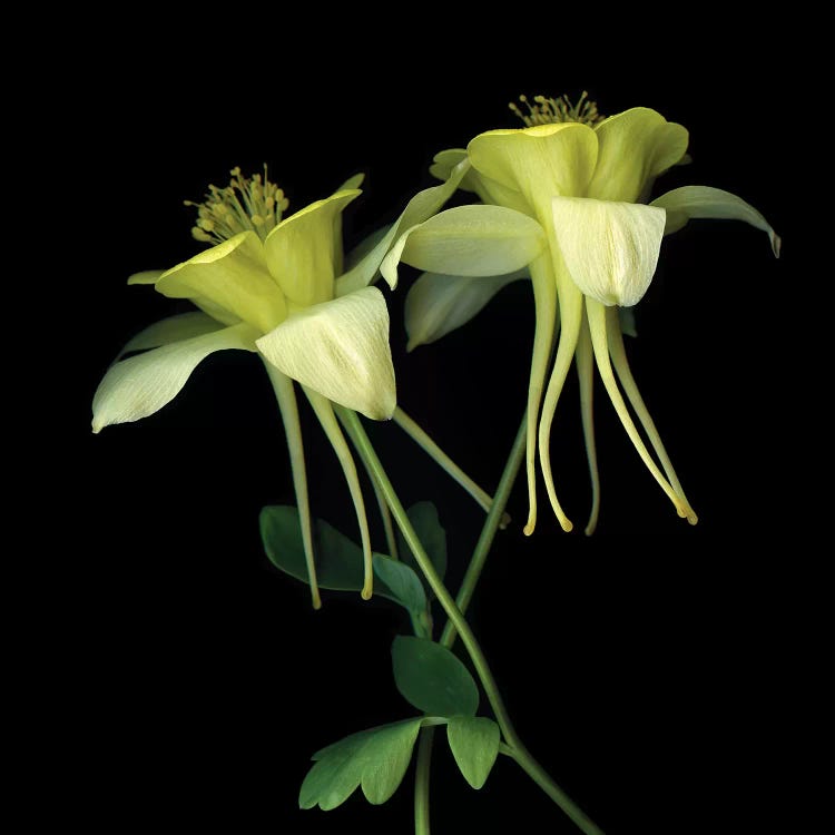 Aquilegia XV