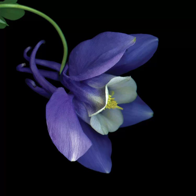 Aquilegia XXIII