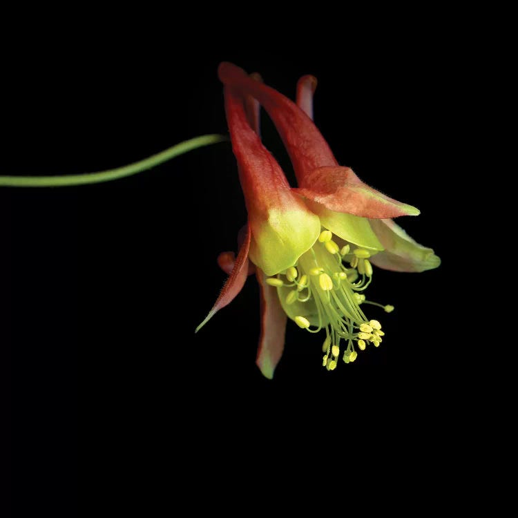 Aquilegia XXVI