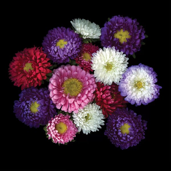 Chrysanthemums: Aster II by Magda Indigo