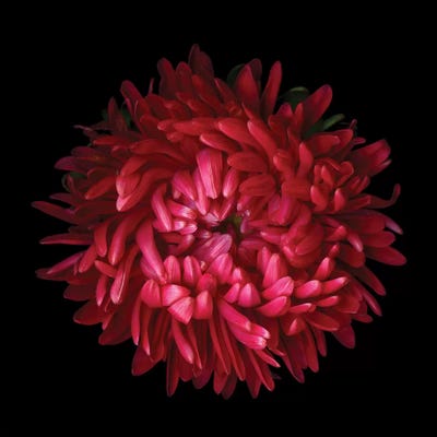 Aster IV by Magda Indigo art print