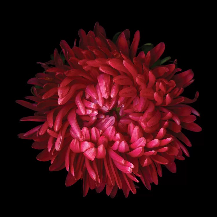 Aster IV