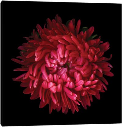 Aster IV Canvas Art Print - Chrysanthemum Art