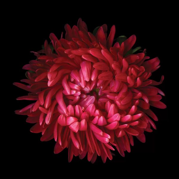Aster IV