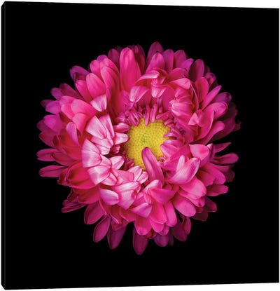 Aster Pink I Canvas Art Print - Chrysanthemum Art