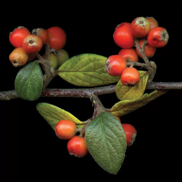Still Life Photography: Berries XIV by Magda Indigo