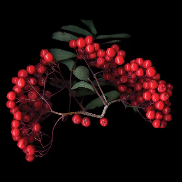 Still Life Photography: Berries III by Magda Indigo