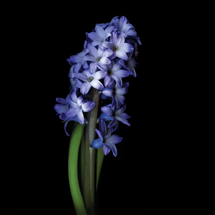 Blue Hyacinth I