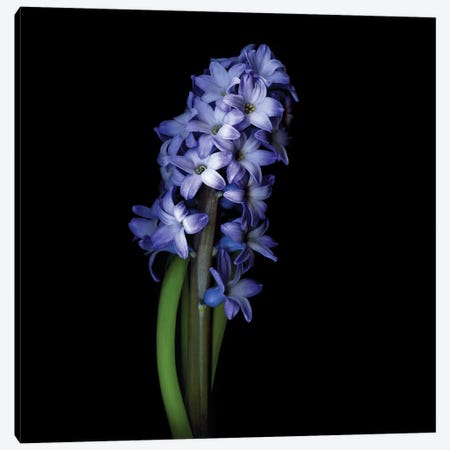 Blue Hyacinth I Canvas Print #MAG211} by Magda Indigo Canvas Print