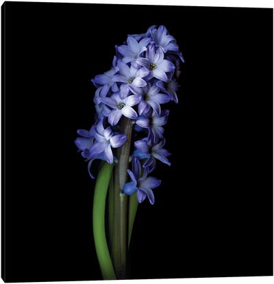 Blue Hyacinth I Canvas Art Print
