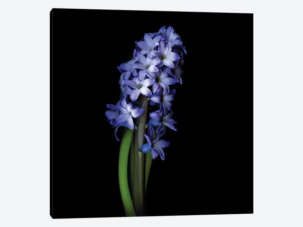 Blue Hyacinth I by Magda Indigo 1-piece Canvas Art Print