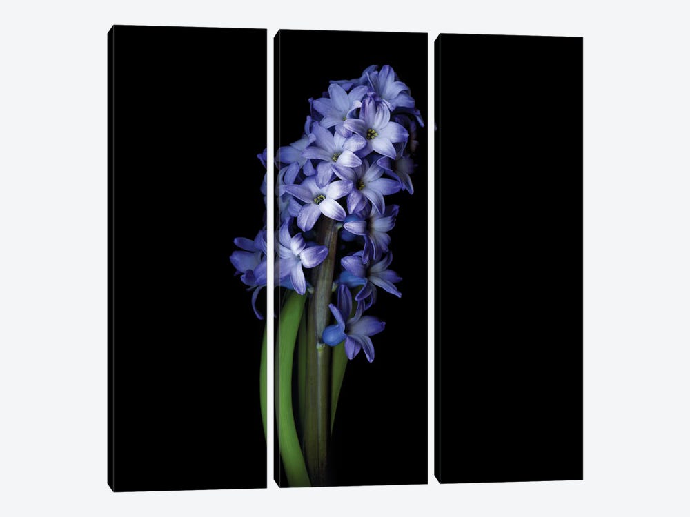 Blue Hyacinth I by Magda Indigo 3-piece Canvas Art Print