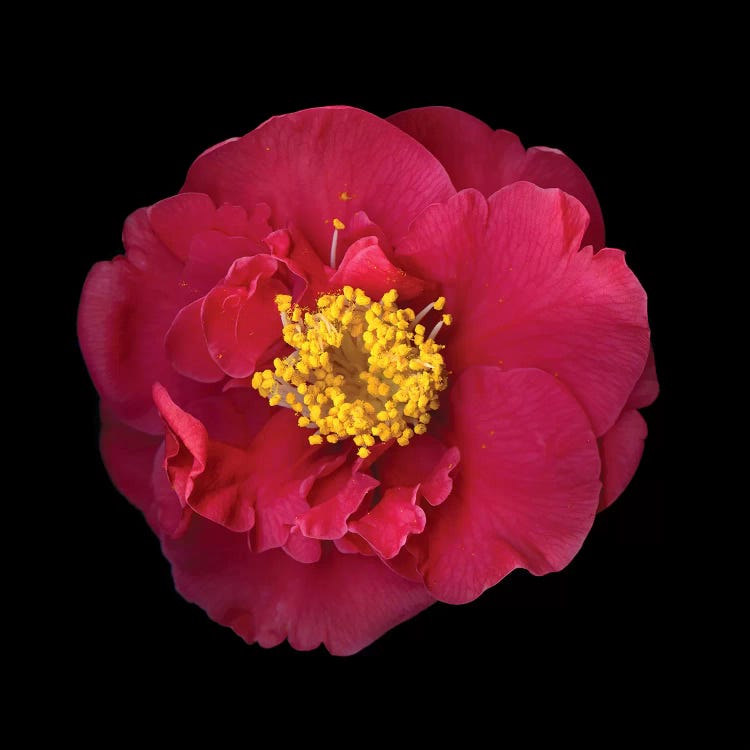 Camelia I