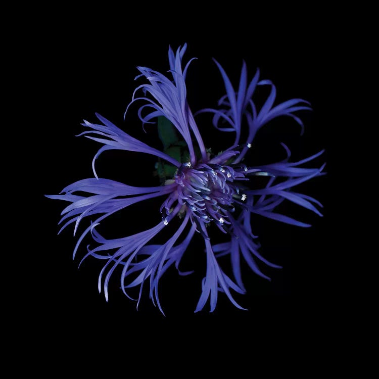 Centaurea X