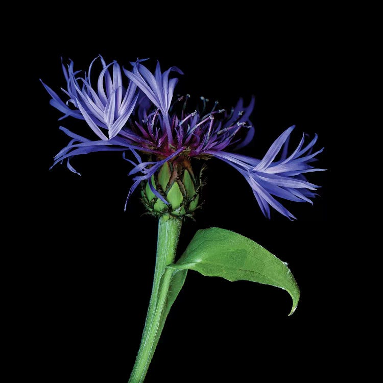 Centaurea IV