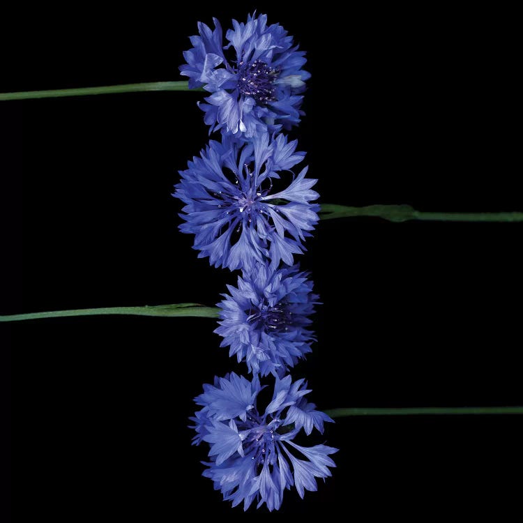 Cornflower XIII