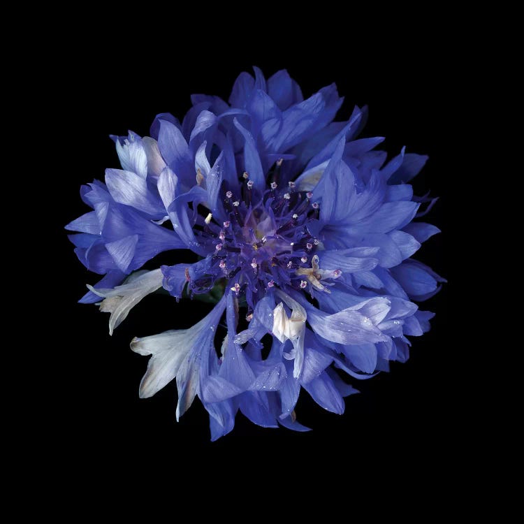 Cornflower XVI