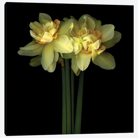 Daffodil Double IX Canvas Print #MAG217} by Magda Indigo Canvas Wall Art