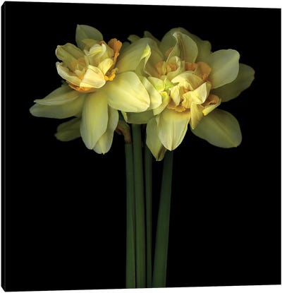 Daffodil Double IX Canvas Art Print - Magda Indigo