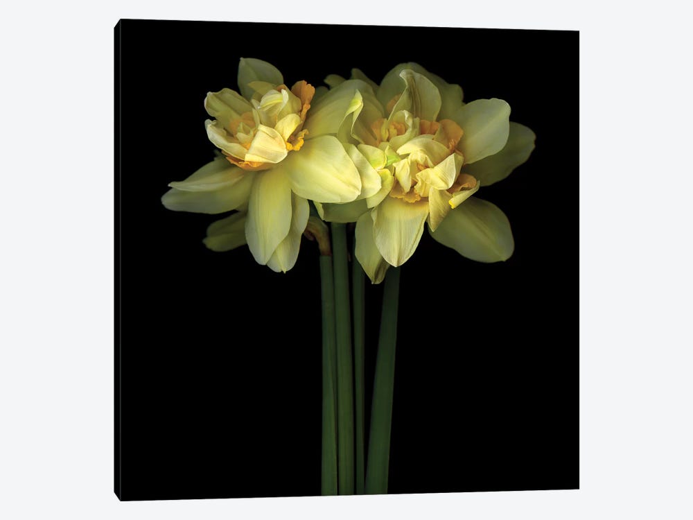 Daffodil Double IX by Magda Indigo 1-piece Art Print