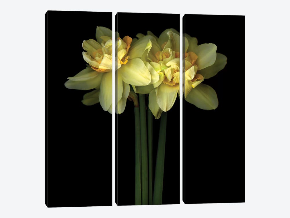 Daffodil Double IX by Magda Indigo 3-piece Canvas Art Print