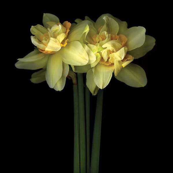 Daffodils: Daffodil Double IX by Magda Indigo