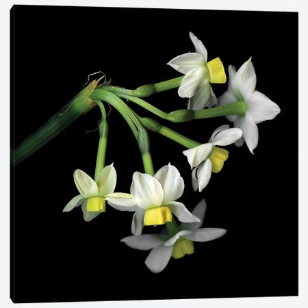 Daffodil Small XI Canvas Print #MAG218} by Magda Indigo Art Print