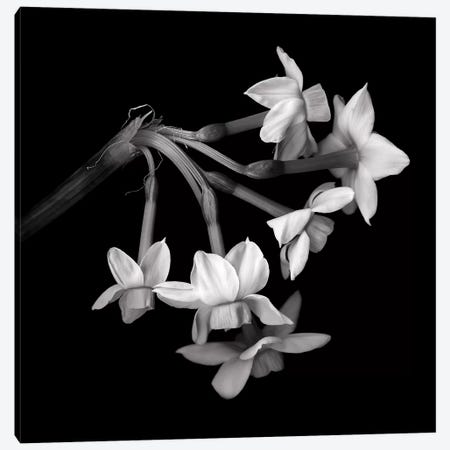 Daffodil Small XI In Black And White Canvas Print #MAG219} by Magda Indigo Canvas Print