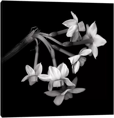 Daffodil Small XI In Black And White Canvas Art Print - Daffodil Art