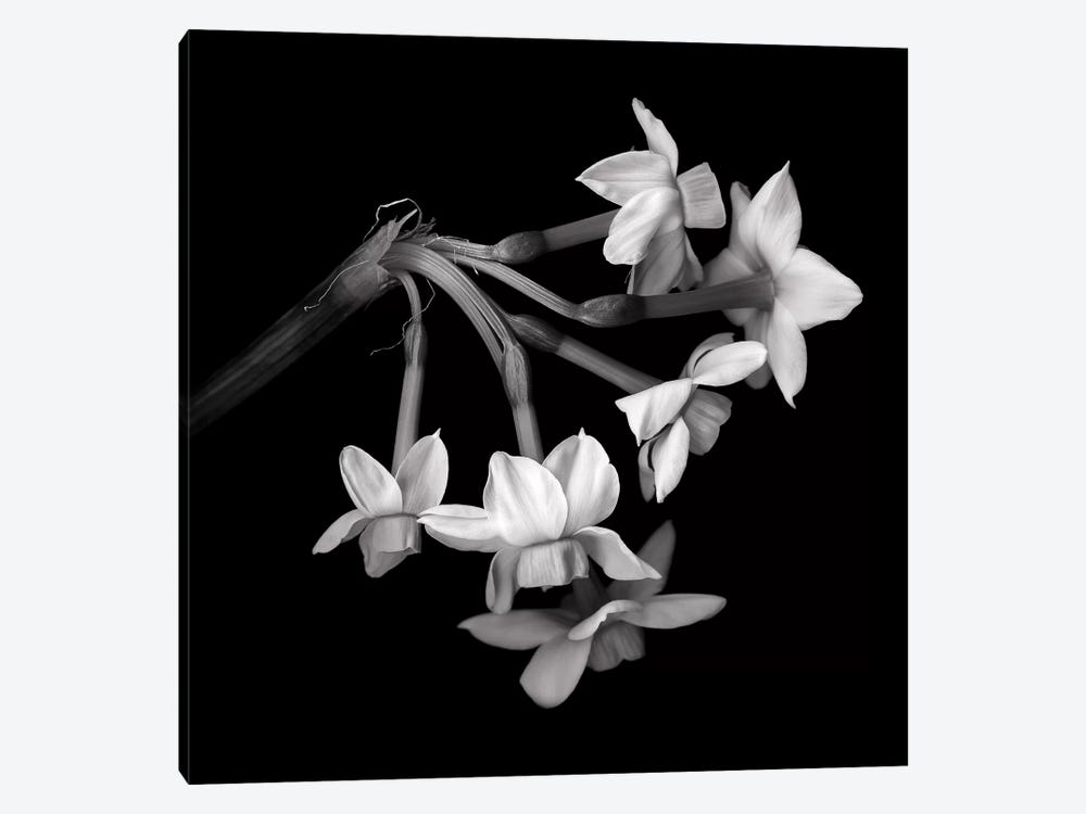 Daffodil Small XI In Black And White by Magda Indigo 1-piece Canvas Print