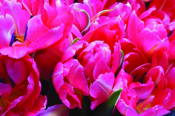 Blue: Con Brio by Magda Indigo