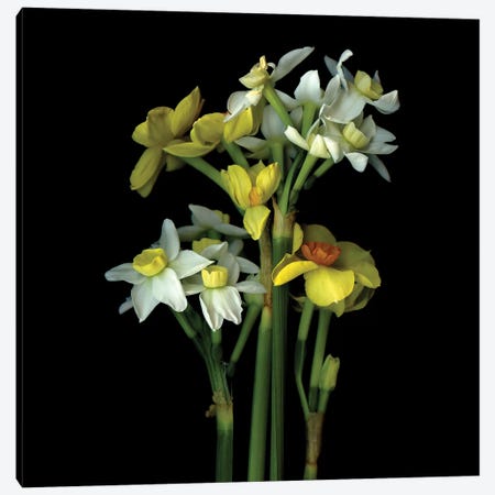 Daffodil Small VI Canvas Print #MAG220} by Magda Indigo Canvas Artwork