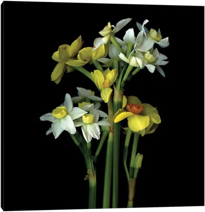 Daffodil Small VI Canvas Art Print - Magda Indigo
