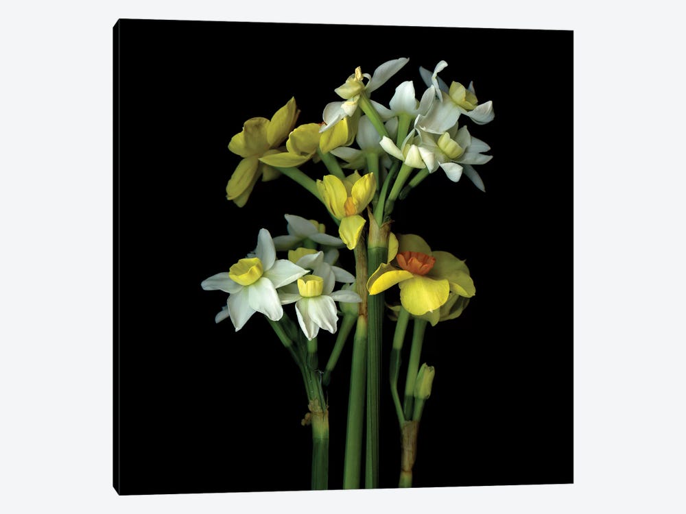 Daffodil Small VI by Magda Indigo 1-piece Canvas Art Print