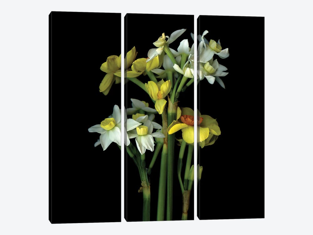 Daffodil Small VI by Magda Indigo 3-piece Art Print