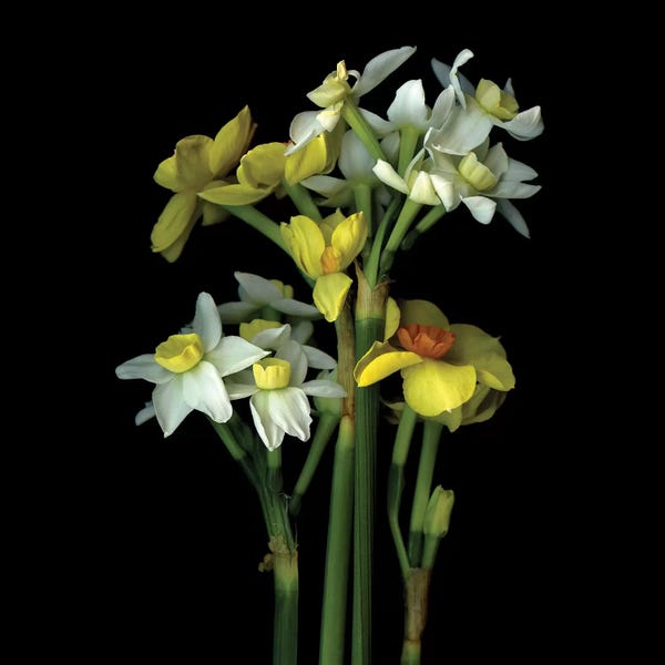 Daffodils: Daffodil Small VI by Magda Indigo