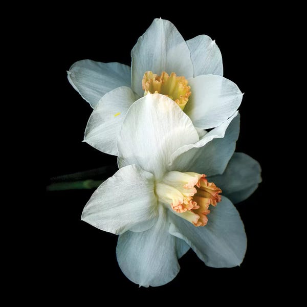 Daffodils: Daffodil Special V by Magda Indigo