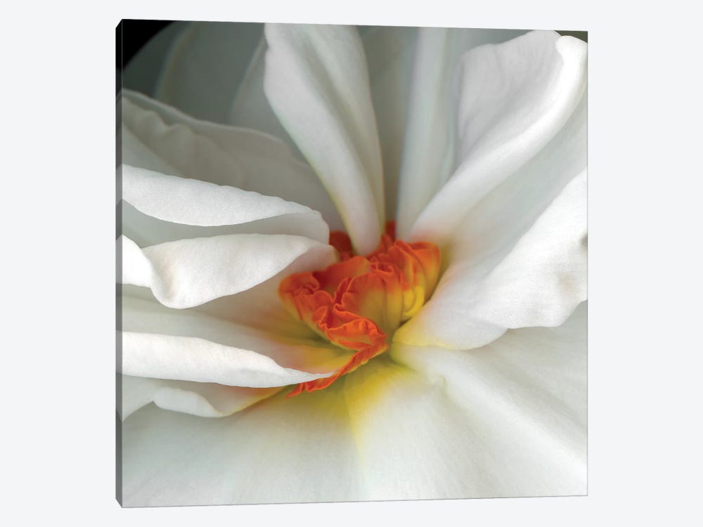 Daffodil Special VI by Magda Indigo 1-piece Canvas Print