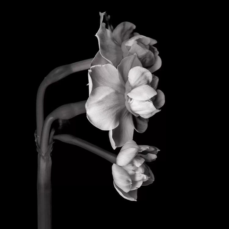 Daffodil White II In Black And White