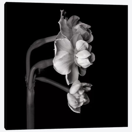 Daffodil White II In Black And White Canvas Print #MAG224} by Magda Indigo Canvas Art Print