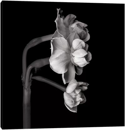 Daffodil White II In Black And White Canvas Art Print - Daffodil Art