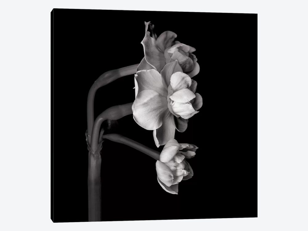 Daffodil White II In Black And White by Magda Indigo 1-piece Canvas Print